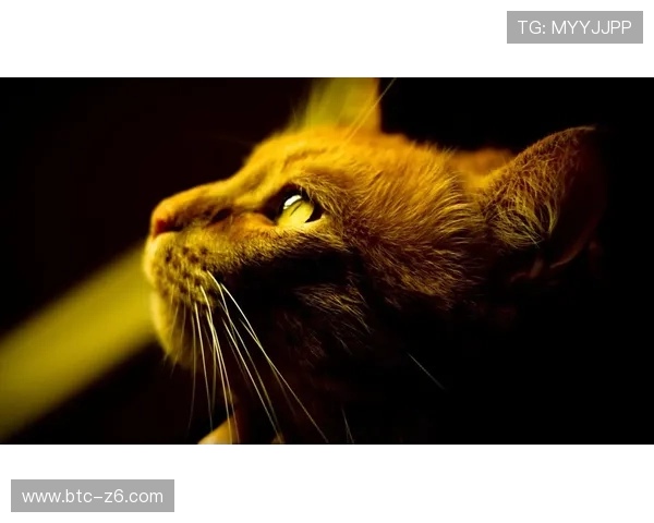 尊龙手机壁纸高清大图免费下载,打造专属个性化手机界面体验 尊龙手机壁纸高清大图免费下载,打造专属个性化手机界面体验